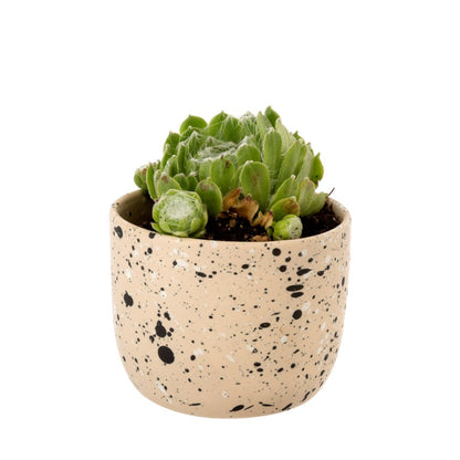 Speckle Pot