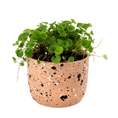 Speckle Pot