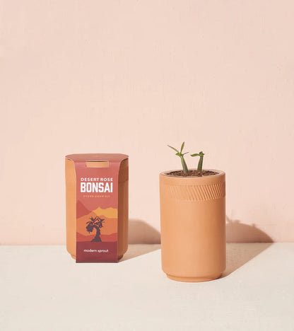 Modern Sprout Terracotta Grow Kit